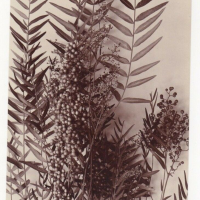 LIV1874